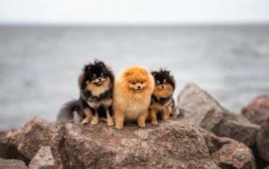 Üç sevimli ponpon köpeği, bulutlu denizin arka planında kayanın üzerinde oturuyorlar.