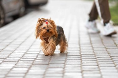 Yorkshire Teriyeri 'nin küçük köpeği şehir sokaklarında yürüyor.