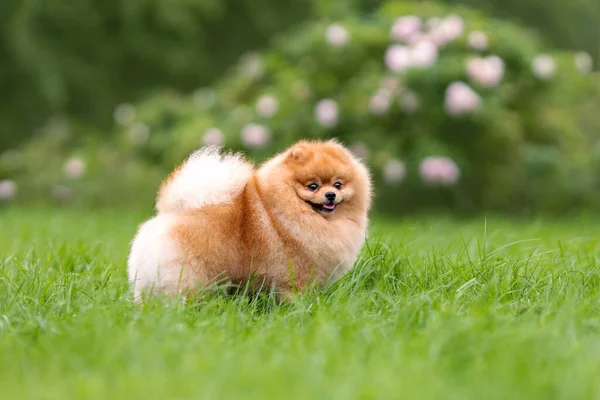 Portrait Cute Small Orange Pomeranian Spitz Dog Walking Green Grass — Stock Photo, Image