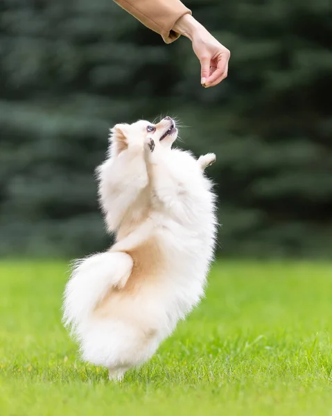 Cute Zabawny Pies Pomeranian Spitz Biały Kolor Szkolenia Aby Polecenie — Zdjęcie stockowe