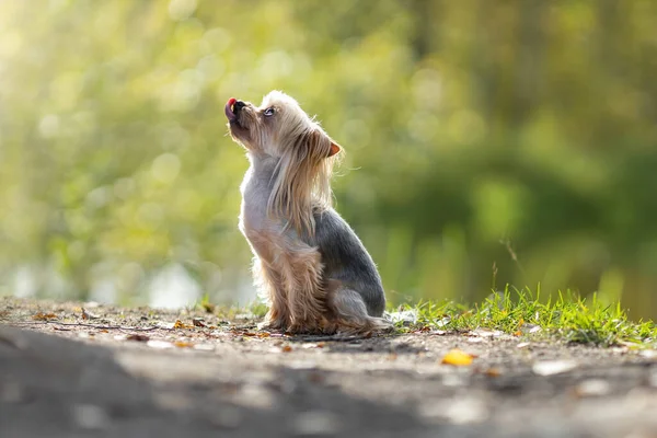 Petit Chien Terrier Yorkshire Avec Langue Sur Fond Vert Forêt — Photo