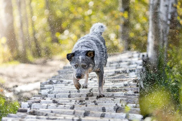 青いヒーラー犬が水滴を振り払う 自然界のオーストラリアの牛犬 — ストック写真