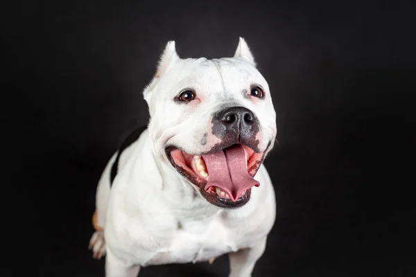 Retrato Cerca Cara Sonriente Divertida Perro Abusón Americano Joven Color —  Fotos de Stock