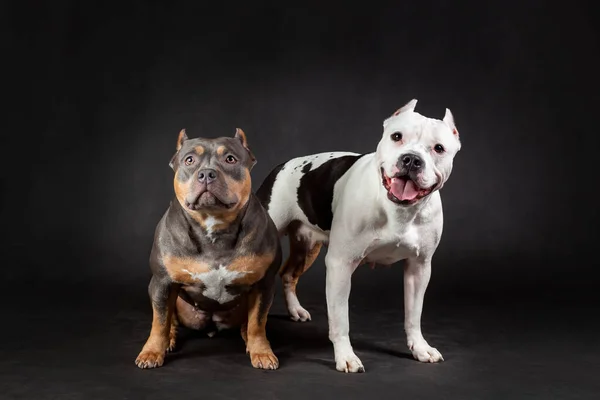 Twee Amerikaanse Bullebak Ras Honden Zwarte Achtergrond — Stockfoto