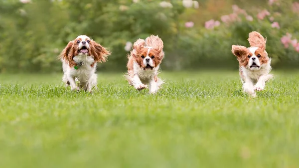 Três Jovens Cavaleiro Rei Charles Spaniel Cães Estão Correndo Pulando — Fotografia de Stock