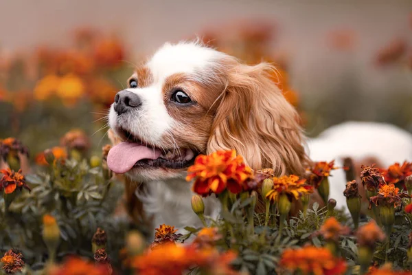 Divertido Rey Caballero Charles Perro Con Lengua Entre Las Flores — Foto de Stock