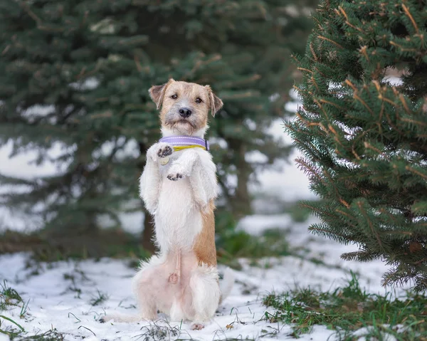Portrait Des Jungen Hundes Von Pastor Russell Terrier Rasse Der — Stockfoto