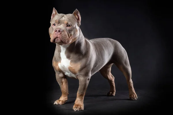 Cão Fêmea Raça Valentão Americano Cor Lilás Tri Fundo Preto — Fotografia de Stock