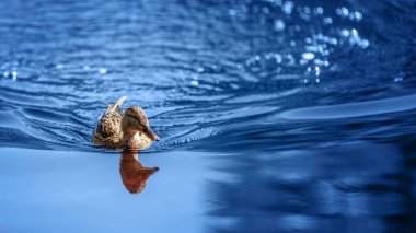 Dişi ördek parlak mavi suda yüzüyor.