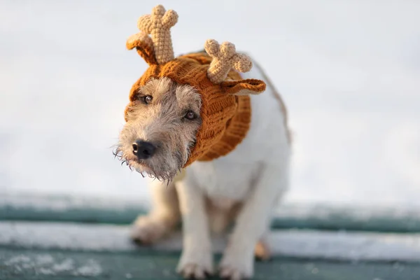 Portret Van Jonge Ongelukkige Hond Van Dominee Russell Terrier Ras — Stockfoto