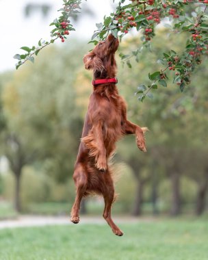 Kırmızı İrlandalı köpek parktaki ağaçtan küçük elmaları toplamak için zıplıyor. Evcil hayvanlarla açık hava oyunları