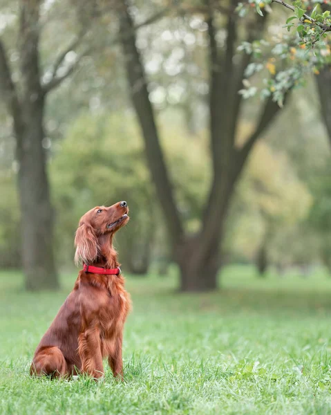 Setter Irlandais Rouge Assis Sur Herbe Verte Nature Écoute Commande — Photo