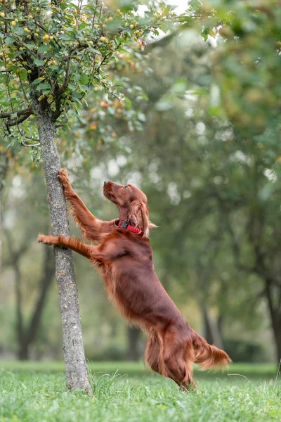 Red Cão Setter Irlandês Tentando Chegar Maçãs Árvore Enquanto Jogos — Fotografia de Stock