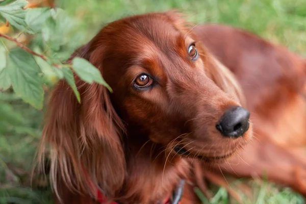 Beau Portrait Gros Plan Chien Race Setter Irlandaise Rouge Face — Photo