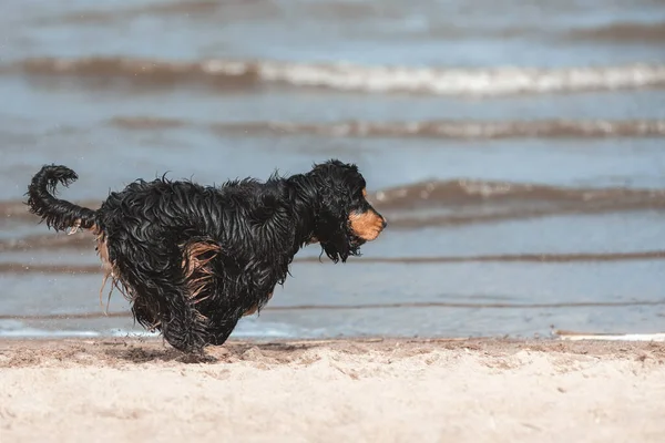 Preto Inglês Cocker Spaniel Correndo Rápido Pulando Areia Costa Mar — Fotografia de Stock