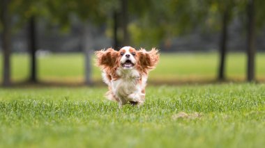 Komik genç şövalye kral Charles Spaniel köpek doğada yeşil çimlerin üzerinde koşup zıplıyor..