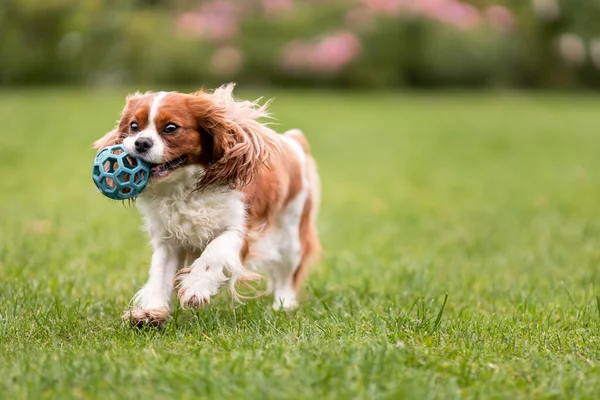 Niedlicher Kavalierkönig Charles Spaniel Hund Spielt Mit Spielzeugball Auf Grünem — Stockfoto