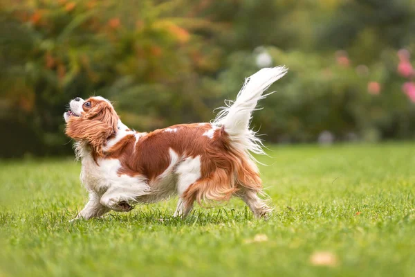 Joven Caballero Rey Charles Spaniel Perro Caminando Sobre Hierba Verde —  Fotos de Stock