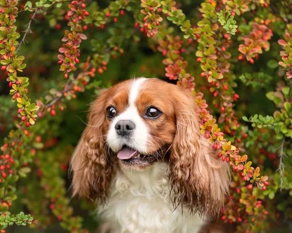Cute cavalier king charles dog with tongue out among barberry leaves and berries. Close up pet portrait