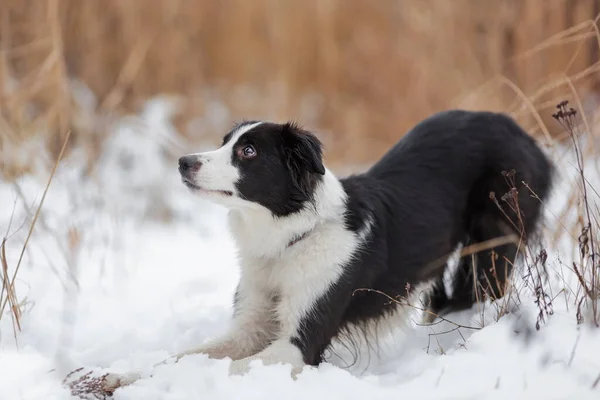 Portret Van Jonge Vrouwelijke Hond Van Border Collie Ras Van — Stockfoto