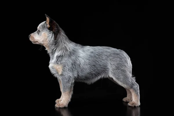 Bonito Filhote Cachorro Calcanhar Azul Isolado Fundo Preto Retrato Animal — Fotografia de Stock