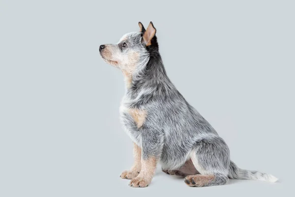 灰色の背景に隔離された座ってかわいい青いヒーラー子犬 オーストラリアの牛犬ペットの肖像画 — ストック写真