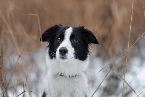 Portrait Jeune Chien Femelle Collie Frontière Race Couleur Blanche Noire — Photo