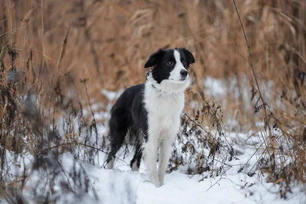 Jonge Vrouwelijke Hond Van Border Collie Ras Van Witte Zwarte — Stockfoto