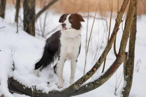 Portrait Einer Jungen Hündin Der Rasse Border Collie Weißer Und — Stockfoto