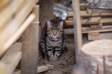 Tekir genç yerli gri kedi ahşap dükkanında oturuyor ve sıçıyor.
