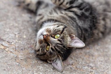 Genç yerli gri tekir kedi yerde yatıyor ve büyük yeşil gözlerle bakıyor. Evcil hayvan portresi.