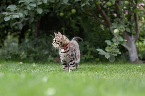 Bahçede Çimenlerde Yürüyen Gri Genç Yetişkin Bir Kedi — Stok fotoğraf