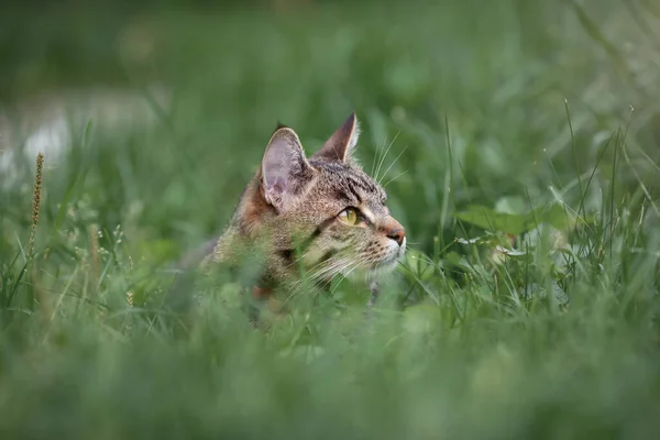 Bahçedeki Yeşil Çimlerde Oturan Tekir Gri Evcil Kedinin Başı — Stok fotoğraf