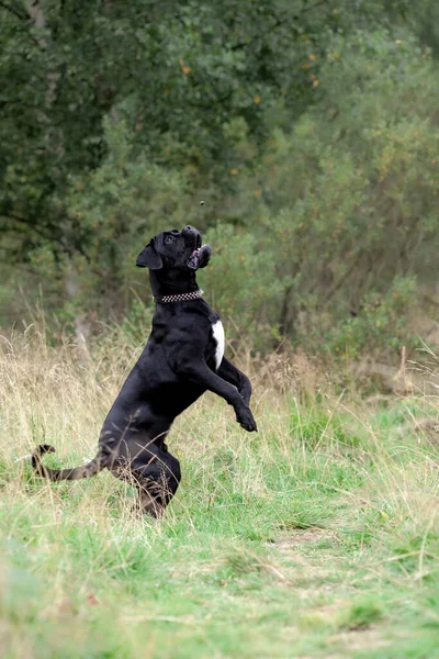 Stor Svart Sockerrör Corso Aktiv Hund Leka Och Hoppa Naturen — Stockfoto