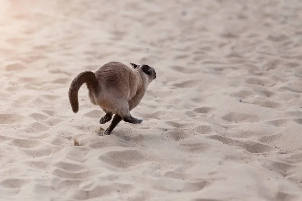 Backwards view young thai cat fast jumping and running away  on sand