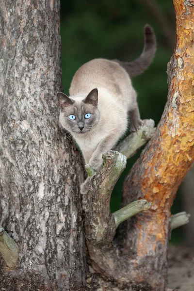 Taylandlı Kedi Doğada Bir Ağaca Tırmanıyor — Stok fotoğraf