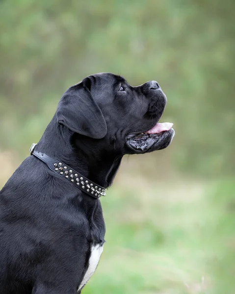 Retrato Jovem Cão Corso Cana Preta Sentado Natureza — Fotografia de Stock