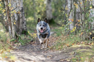 Genç Avustralya sığır köpeği ormanda koşuyor. Blue Heeler faaliyet portresi.