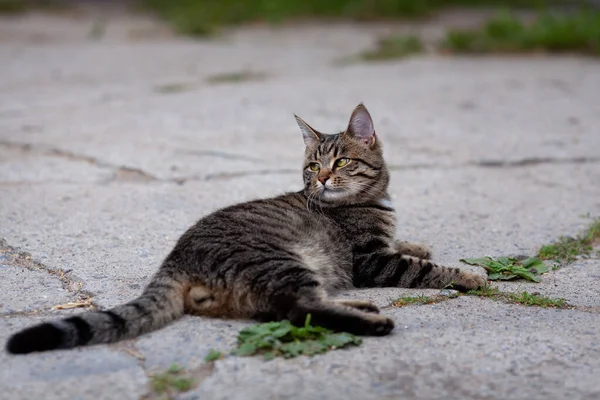 Genç Yerli Gri Tekir Kedi Yerde Yatıp Izliyor Evcil Hayvan — Stok fotoğraf