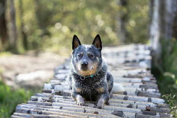 Blue Heeler Dog Lying Wooden Bridge Forest Portrait Australian Cattle — Stock Photo, Image