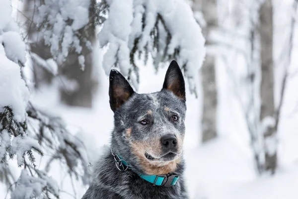 Detail Portrét Mladého Australského Psa Skotu Nebo Modrý Podpatek Zimním — Stock fotografie