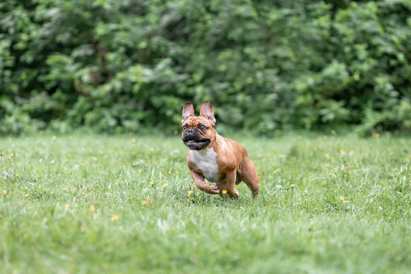 Jovem Francês Bulldog Cão Está Correndo Jogar Jogo — Fotografia de Stock