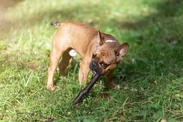 Cachorro Buldogue Francês Está Pálido Com Pau — Fotografia de Stock