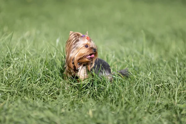 Small Hairy Yorkshire Terrier Dog Green Grass Summer — Stock Photo, Image