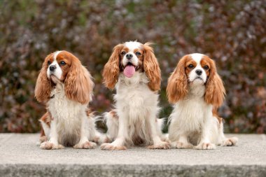 Güzel sonbahar yapraklarının arasında oturan üç sevimli süvari kralı Charles Spaniel köpekleri. Doğadaki evcil hayvan portresi.