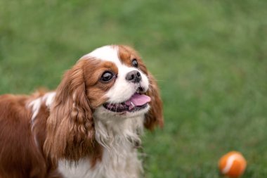 Portrait of young cavalier king charles spaniel with ball at nature clipart