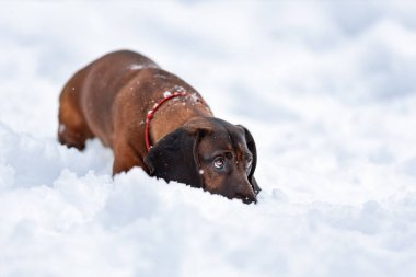 Genç Bavyera dağ av köpeği kışın karın üzerine uzanıyor.