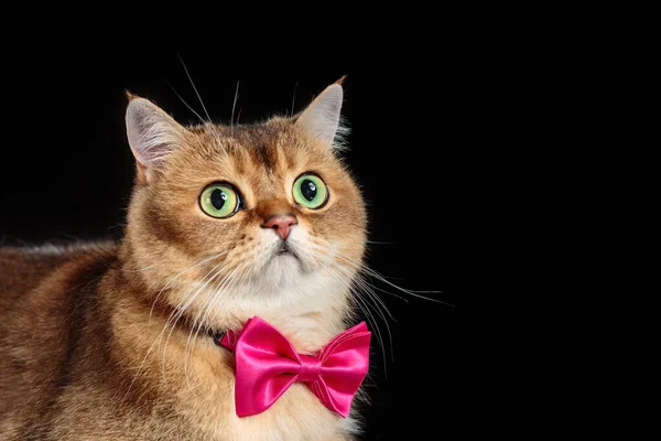 Retrato Rosto Bonito Gato Britânico Shorthair Gravata Borboleta Fundo Preto — Fotografia de Stock