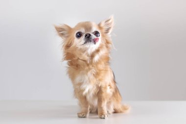 Gri arka planda oturan komik, yaşlı chihuhua köpeğinin portresi.