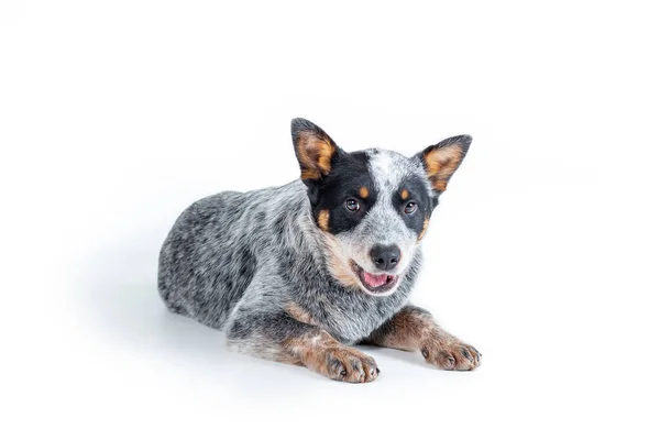 Leuke Blauwe Heeler Australische Rund Hond Puppy Liggend Tegen Witte — Stockfoto